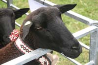 IMG_0464
